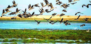 鄱陽湖文學作家群，是以挖掘鄱陽湖地域文化為背景，弘揚鄱陽湖地域文學為己任的專業文學創作研究團隊。