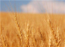 思芒學社｜重建“文學”意義的未竟之業時隔近30年，伊格爾頓又在耶魯大學出版社推出了《文學事件》一書……[詳細]