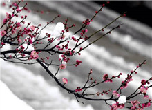 惠忠庵讀書夜｜活在珍貴的人間：一次關于詩歌的細讀“好像有樹葉在門前燃燒，而抱回的柴禾里有水珠滴落……”[詳細]