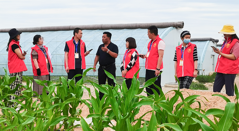 同樂村委會主任為青銅峽青年文學創作人才項目成員講解大棚種植