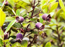 莫賢：如何寫好扶貧故事寫作有法，但無定法。我簡單談談《稔子花開》的一些創作思路，與大家分享……[詳細]