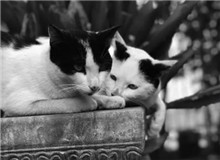 葉彌手記　　真正的解放是認識到自身的能力有多少，并且接受。一個人接受了自己，就自由了。[詳細]