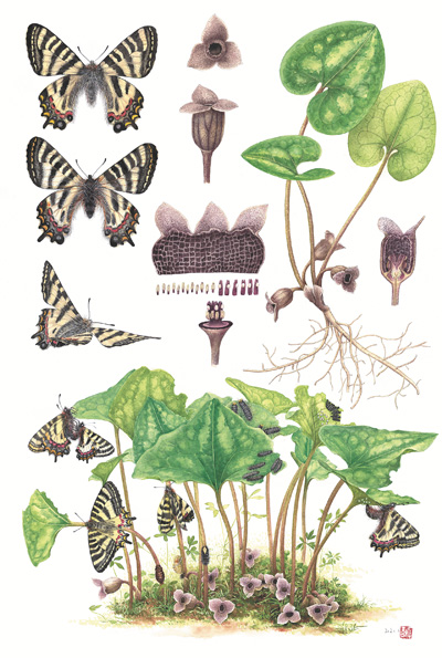 　博物繪畫《中華虎鳳蝶和杜衡》，作者李聰穎。 　　《博物》雜志供圖