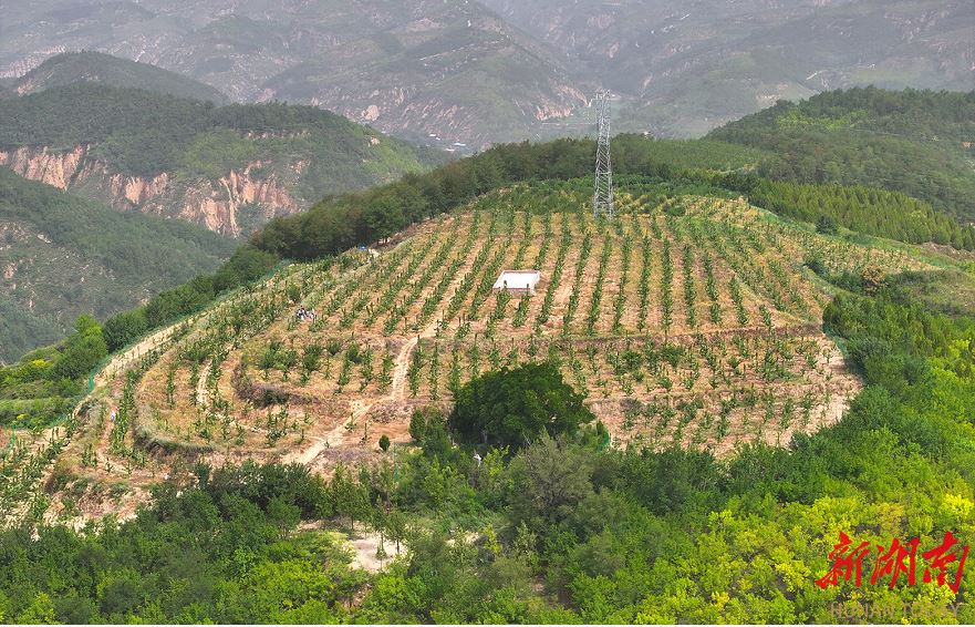延川縣大禹街道馬家店村的櫻桃園。