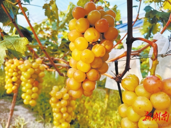 漫水村葡萄園碩果累累。