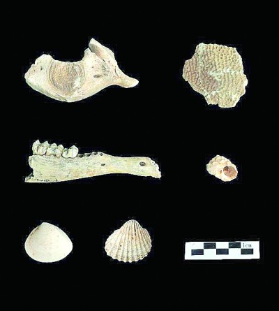 福建平潭殼丘頭遺址出土動物遺存。國家文物局供圖