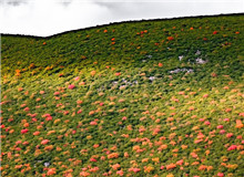 謳歌生命　　鳥類的一生，無比艱難，九死一生。但它們永遠樂觀，不悲苦。鳥類有著人類一樣偉大的愛，為了家族，可以犧牲自己。[詳細]