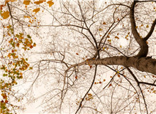 樸素之語盡寫萬物卑微之美　　“深山多古木多闊葉木，多山泉?！倍潭痰倪@句話，蘊藏了六年的足跡與情感。[詳細]